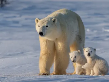 Un oso polar con sus crías Un oso polar con sus crías