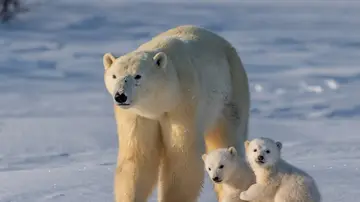 Un oso polar con sus crías Un oso polar con sus crías