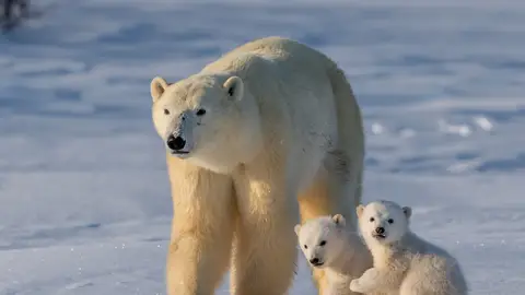 Un oso polar con sus crías Un oso polar con sus crías