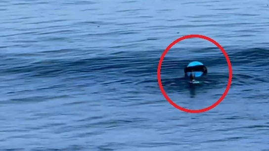 La nutria surfista: el surrealista 'robo' de una tabla en California La nutria surfista: el surrealista 'robo' de una tabla en California