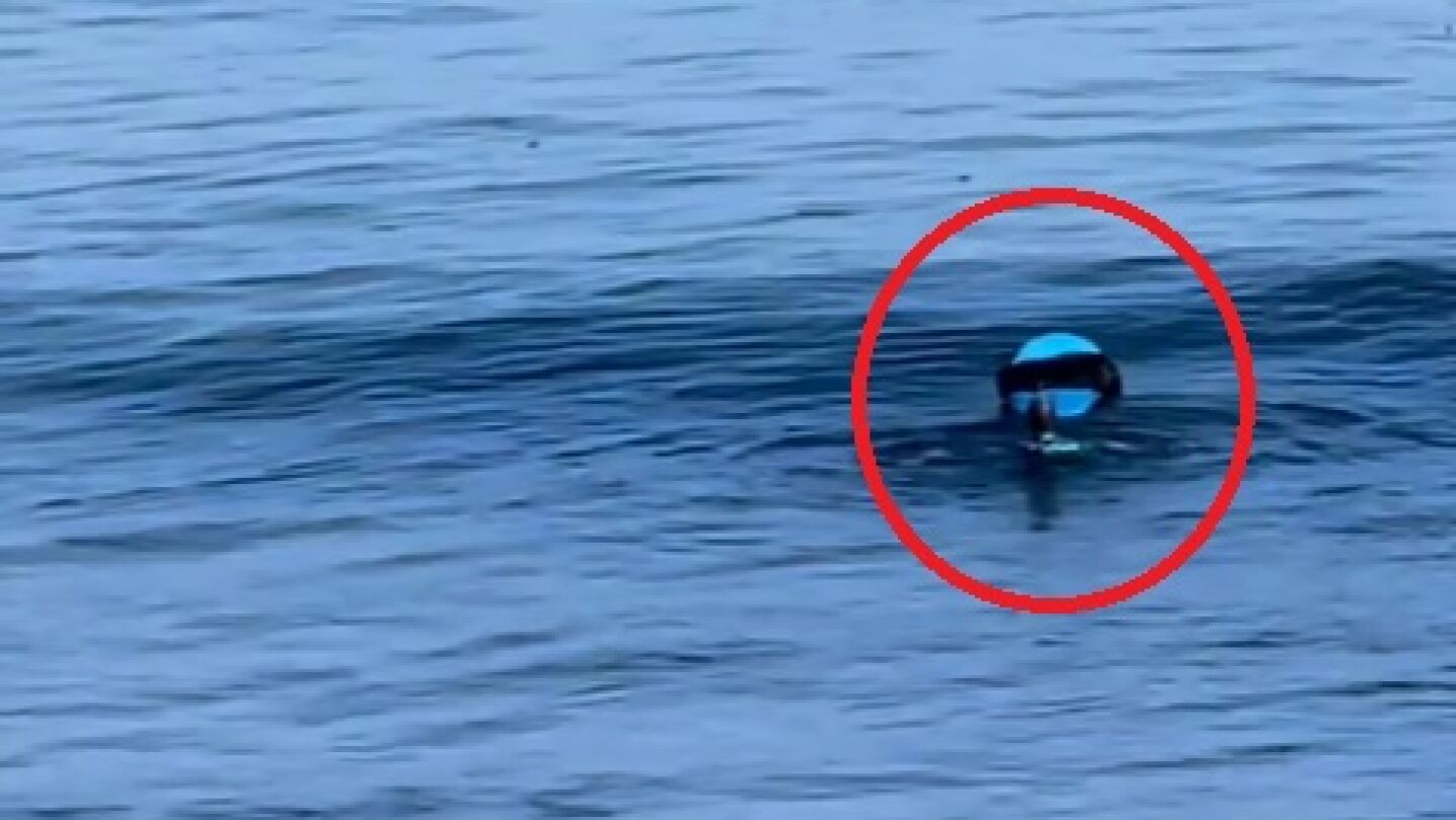 La nutria surfista: el surrealista 'robo' de una tabla en California