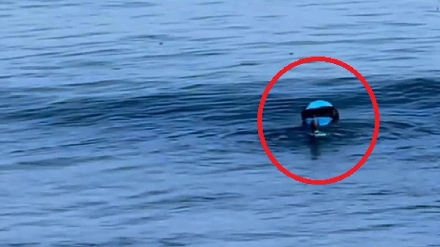 La nutria surfista: el surrealista 'robo' de una tabla en California La nutria surfista: el surrealista 'robo' de una tabla en California