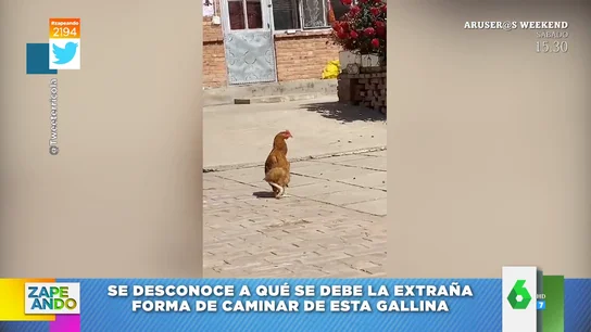 Vídeo viral de una gallina que anda como un humano La curiosa forma de andar de una gallina al más puro estilo humano