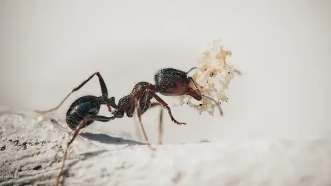 Hormiga Hormiga