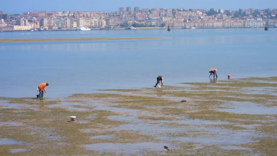Mariscadoras na Ría de Pontevedra en Lourizán Mariscadoras a pé na ría de Pontevedra