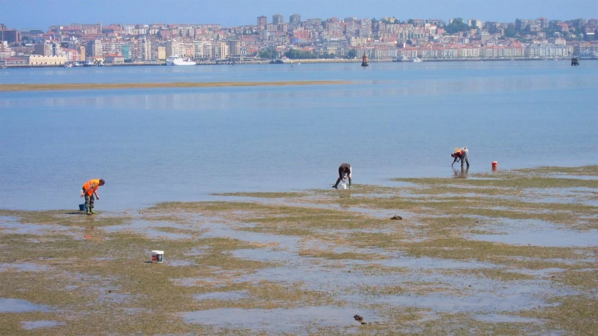 Mariscadoras a pé na ría de Pontevedra