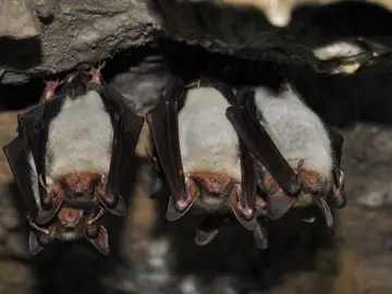 Descubren en murciélagos rusos un virus similar a la covid y resistente a las vacunas