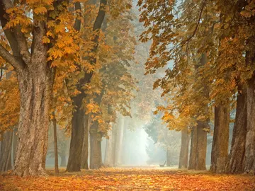 Árboles en otoño Árboles en otoño