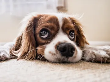 Perro Perro