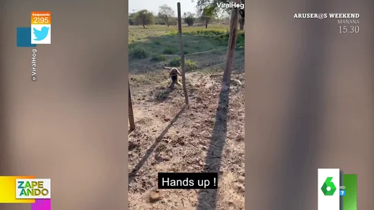 La reacción viral de un oso hormiguero cuando le gritan arriba las manos La reacción viral de un oso hormiguero cuando le gritan arriba las manos