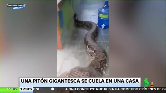 Las impresionantes imágenes de una gigantesca serpiente pitón que se cuela en una casa Las impresionantes imágenes de una gigantesca serpiente pitón que se cuela en una casa