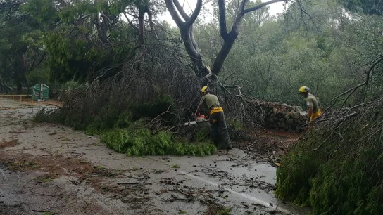 La fuerte tormenta provoca en Menorca inundaciones y árboles caídos La fuerte tormenta provoca en Menorca inundaciones y árboles caídos