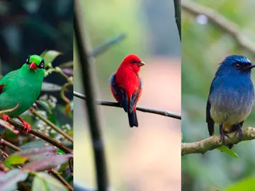 El colorido plumaje de los pajaros cantores los hace vulnerables al comercio de especies El colorido plumaje de los pajaros cantores los hace vulnerables al comercio de especies