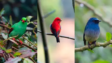 El colorido plumaje de los pajaros cantores los hace vulnerables al comercio de especies