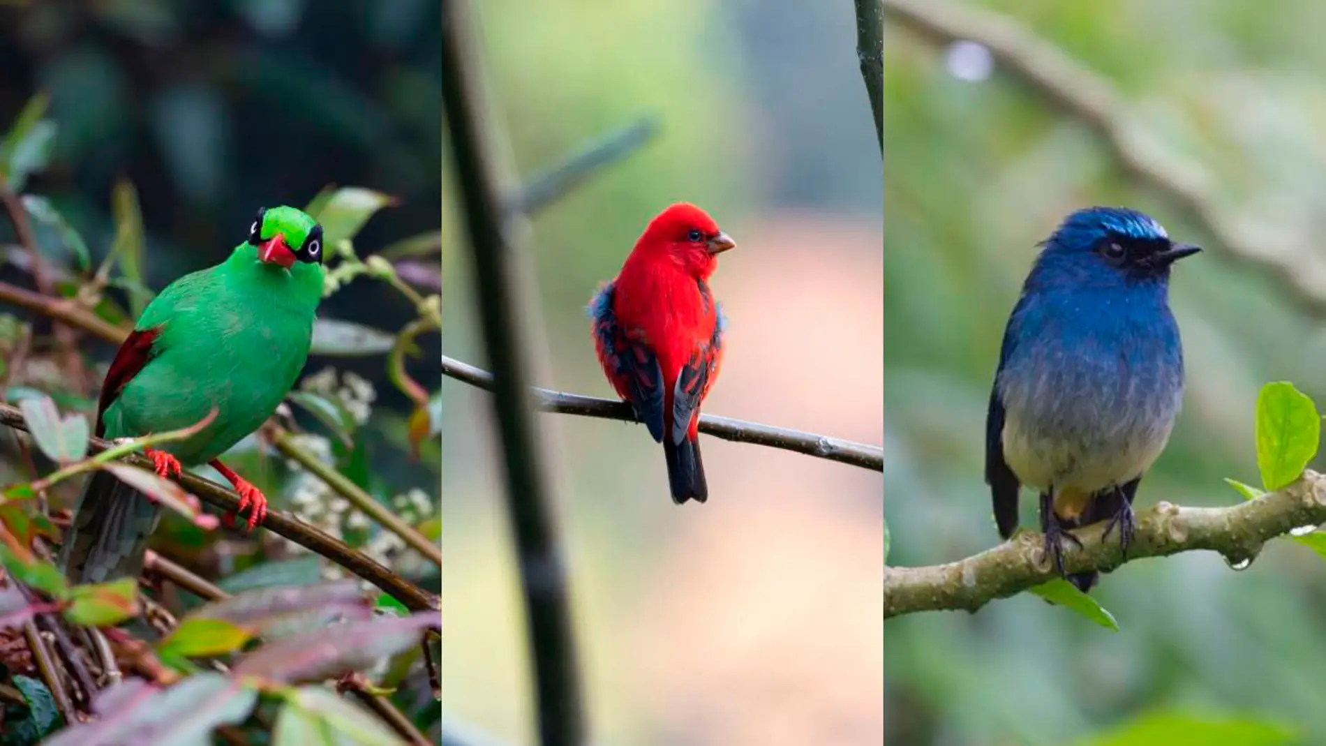 El colorido plumaje de los pajaros cantores los hace vulnerables al comercio de especies