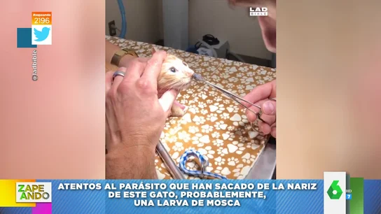La asquerosa y enorme larva que extraen a un gato de la nariz La asquerosa y enorme larva que extraen a un gato de la nariz