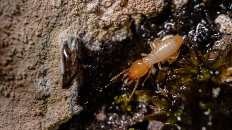 Termitas y cambio climático: Así afectan las altas temperaturas a la descomposición de la madera