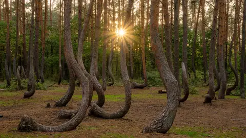 Bosque Torcido de Polonia Bosque Torcido de Polonia