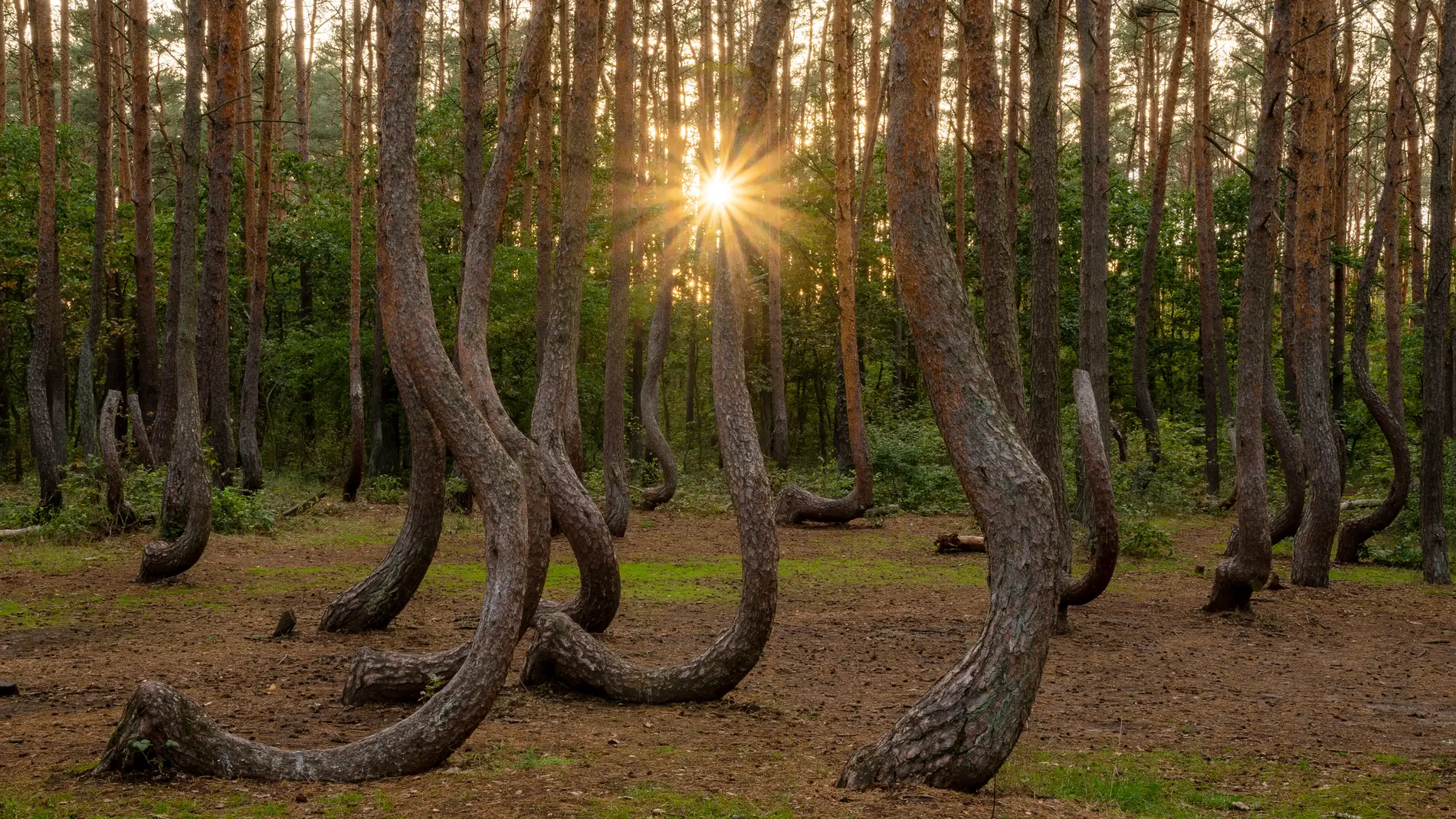 Bosque Torcido de Polonia