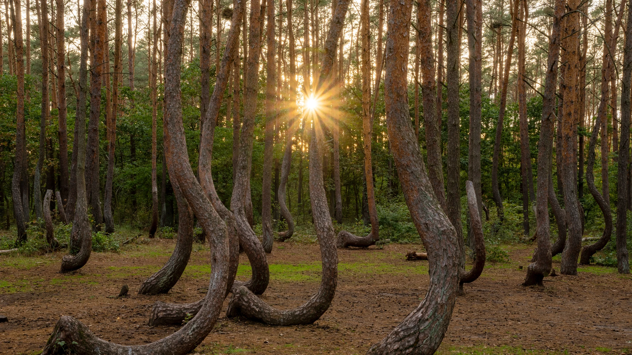 Bosque Torcido de Polonia Bosque Torcido de Polonia