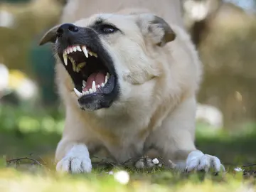 Perro enfadado Perro enfadado