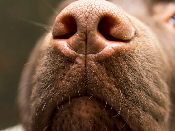 Un perro olfateando