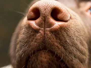 Un perro olfateando Un perro olfateando