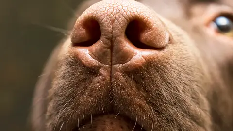 Un perro olfateando Un perro olfateando