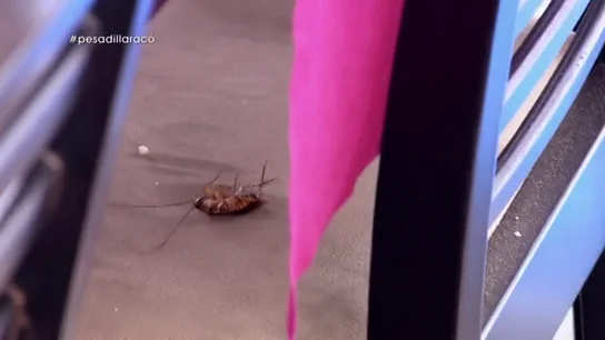 "Me van a contratar en un zoo": cuando los insectos protagonizan 'Pesadilla en la cocina' "Me van a contratar en un zoo": cuando los insectos protagonizan 'Pesadilla en la cocina'