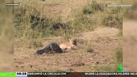 Así defiende una leona a sus cachorros de un cocodrilo: "Ante una madre empoderada no hay rival" Así defiende una leona a sus cachorros de un cocodrilo: "Ante una madre empoderada no hay rival"