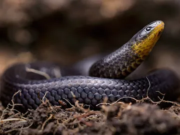 Tres nuevas especies de serpientes se ocultaban en cementerios e iglesias de Ecuador Tres nuevas especies de serpientes se ocultaban en cementerios e iglesias de Ecuador