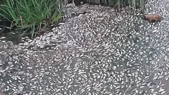 Denuncian la muerte masiva de peces en el río Guadaíra.  Denuncian la muerte masiva de peces en el río Guadaíra.