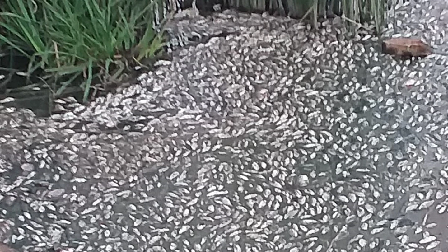 Denuncian la muerte masiva de peces en el río Guadaíra. Denuncian la muerte masiva de peces en el río Guadaíra.