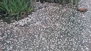 Denuncian la muerte masiva de peces en el río Guadaíra. 