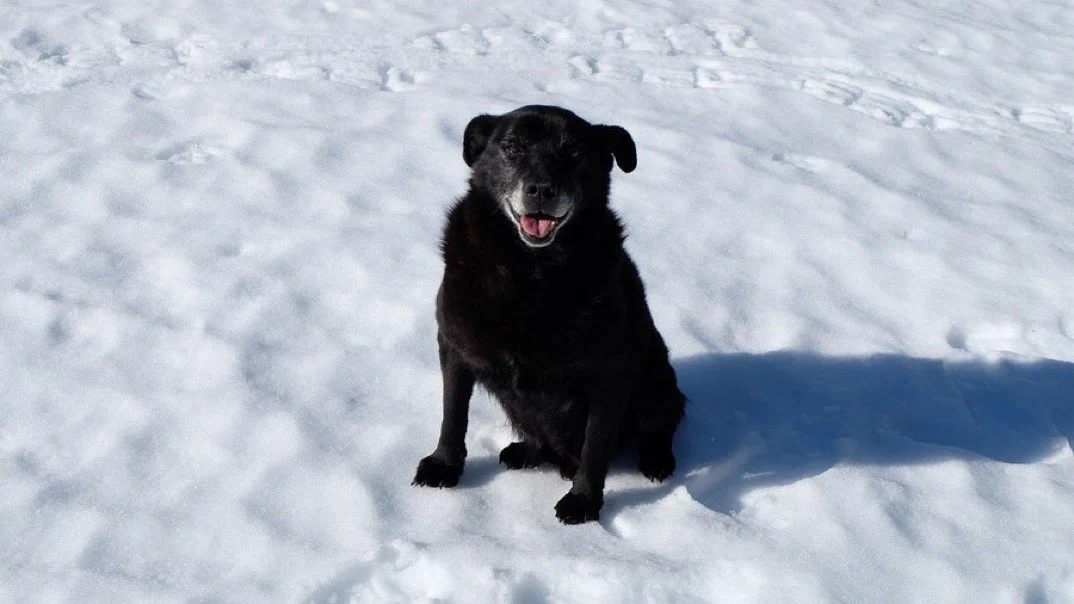 El Pirineo aragonés llora la muerte de su perro guía Norte: "Despedirlo debería ser tan relevante como hacerlo del más noble de los alpinistas"