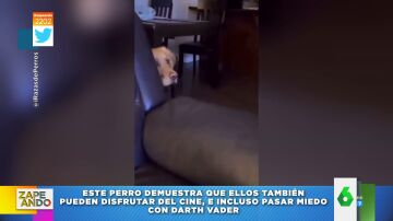 El miedo de un perro al ver a Darth Vader en televisión enternece a las redes