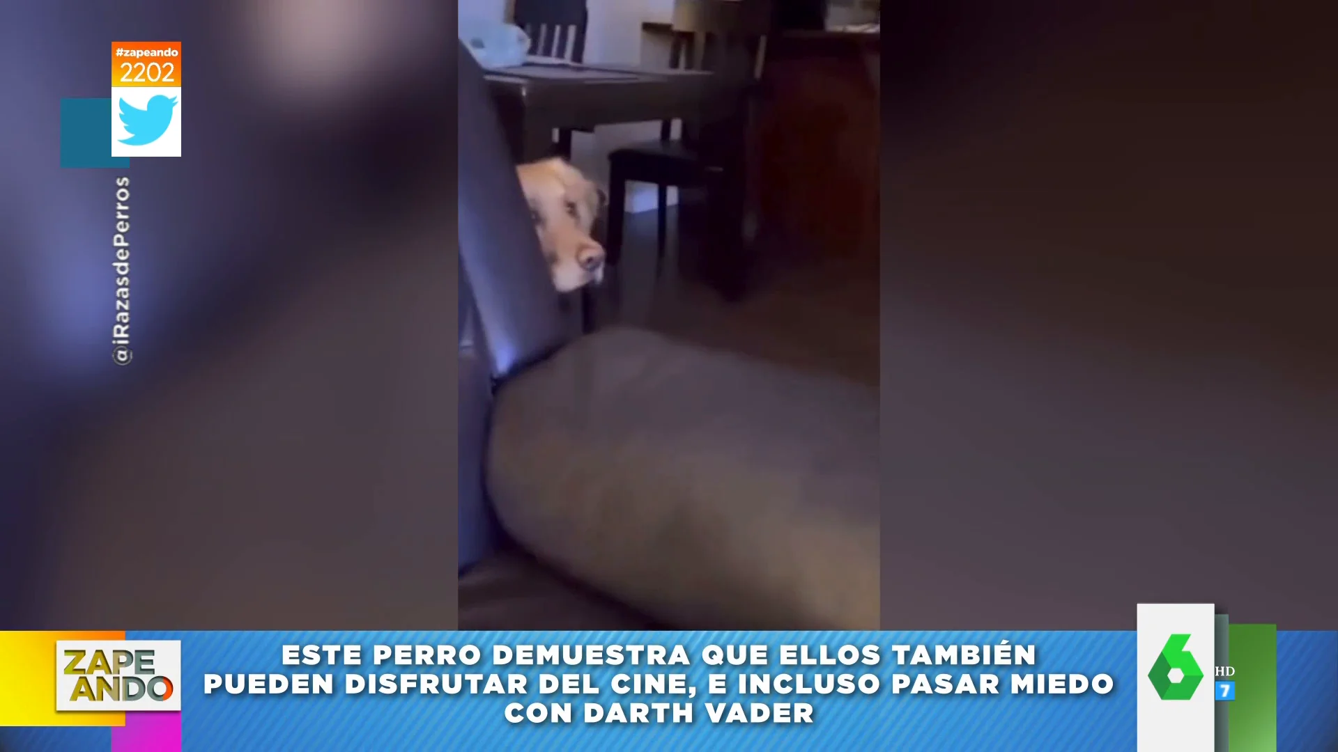 El miedo de un perro al ver a Darth Vader en televisión enternece a las redes