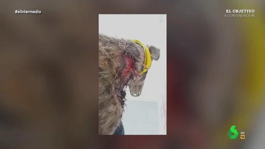 El horror de los galgos en España: "Cuando se quieren deshacer de ellos les rajan el cuello a sangre fría para quitarles el chip" El horror de los galgos en España: "Cuando se quieren deshacer de ellos les rajan el cuello a sangre fría para quitarles el chip"