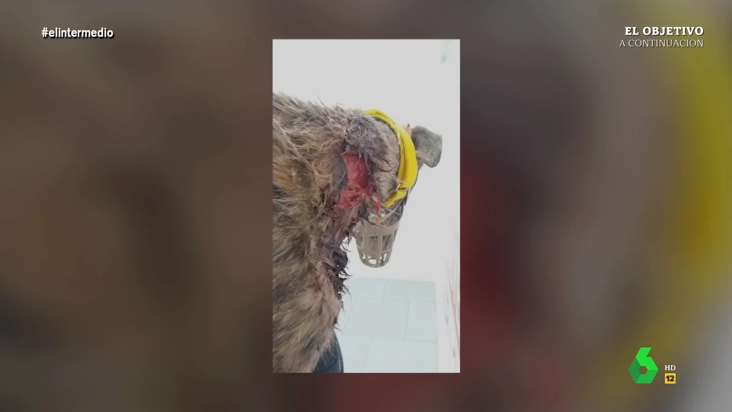 El horror de los galgos en España: "Cuando se quieren deshacer de ellos les rajan el cuello a sangre fría para quitarles el chip" El horror de los galgos en España: "Cuando se quieren deshacer de ellos les rajan el cuello a sangre fría para quitarles el chip"