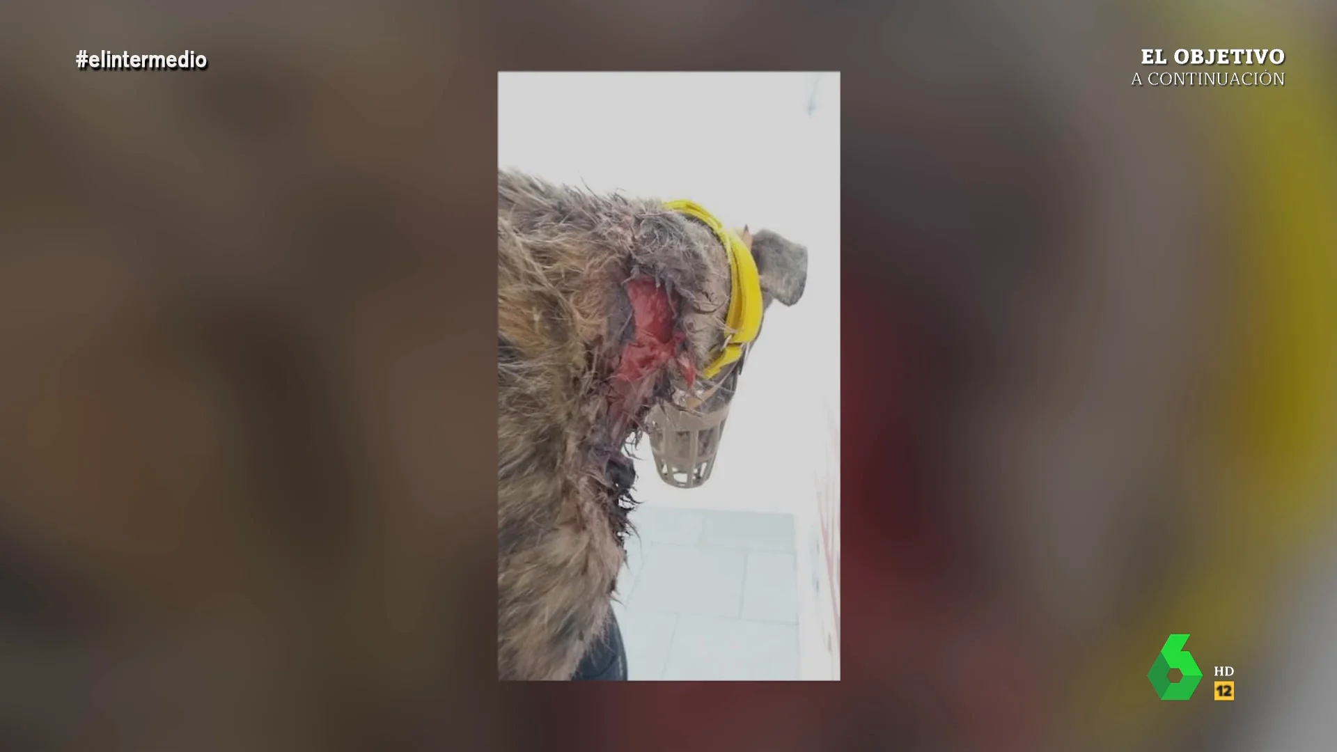 El horror de los galgos en España: "Cuando se quieren deshacer de ellos les rajan el cuello a sangre fría para quitarles el chip"