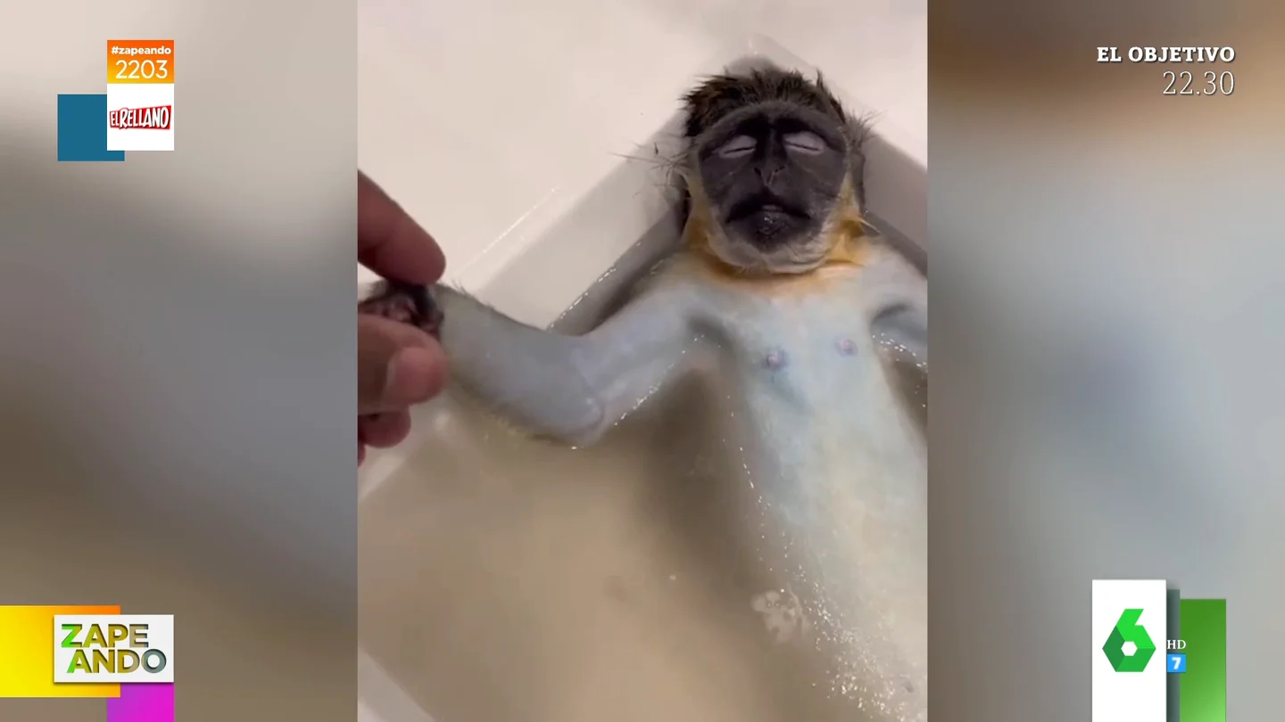 Vídeo viral de un mono dándose un relajante baño Vídeo viral de un mono dándose un relajante baño