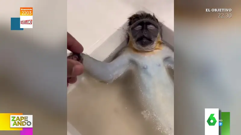 Vídeo viral de un mono dándose un relajante baño