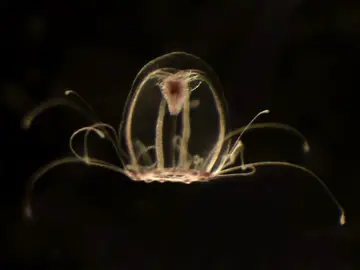 Descifran el genoma de la medusa inmortal Descifran el genoma de la medusa inmortal