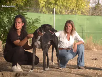 &#39;Somos Galgos&#39; denuncia el maltrato animal en España: &quot;El que quiere matar o maltratar a un perro puede hacerlo, sabe que no le pasará nada&quot;