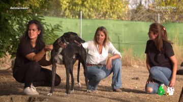 'Somos Galgos' denuncia el maltrato animal en España: "El que quiere matar o maltratar a un perro puede hacerlo, sabe que no le pasará nada"