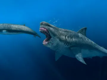 Representación artística de un Otodus megalodon depredando a un balenóptero Representación artística de un Otodus megalodon depredando a un balenóptero