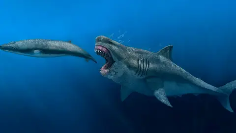 Representación artística de un Otodus megalodon depredando a un balenóptero Representación artística de un Otodus megalodon depredando a un balenóptero
