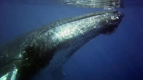 Primer plano cara de una ballena jorobada Primer plano cara de una ballena jorobada