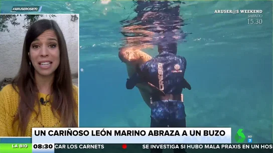 ¿Puede un león marino abrazar a una persona? La bióloga Evelyn Segura analiza este 'cariñoso' gesto ¿Puede un león marino abrazar a una persona? La bióloga Evelyn Segura analiza este 'cariñoso' gesto