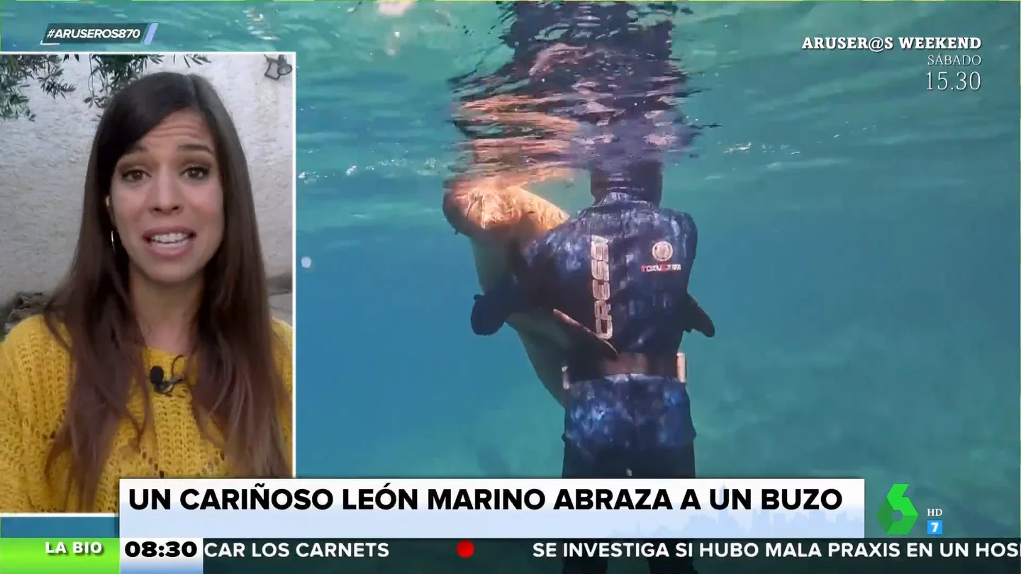 ¿Puede un león marino abrazar a una persona? La bióloga Evelyn Segura analiza este 'cariñoso' gesto ¿Puede un león marino abrazar a una persona? La bióloga Evelyn Segura analiza este 'cariñoso' gesto